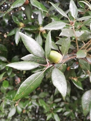 Quercus ilex