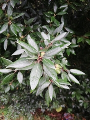 Quercus ilex