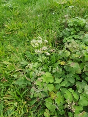 Heracleum sphondylium