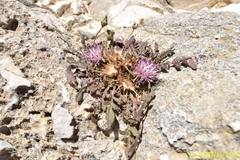 Centaurea raphanina mixta
