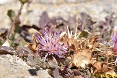 Centaurea raphanina mixta