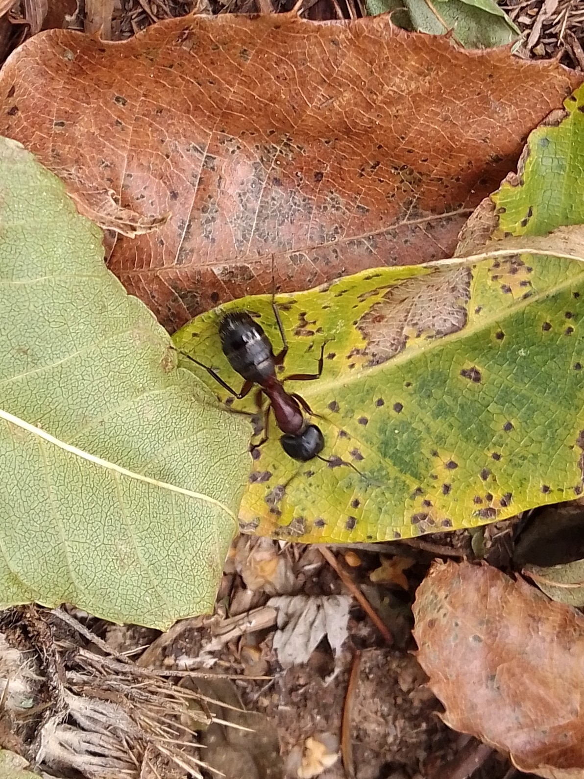 Camponotus ligniperda