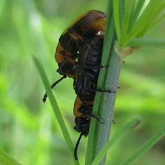 Sigrisma cylindrica
