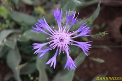 Centaurea triumfettii