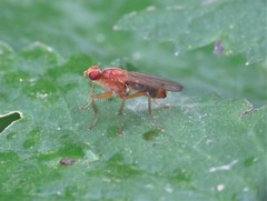 Norellisoma spinimanum
