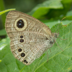 Ypthima singorensis