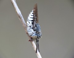 Coelioxys afer