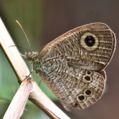 Ypthima philomela