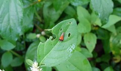 Tricyanaula aurantiaca