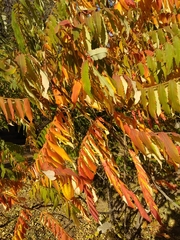 Rhus typhina