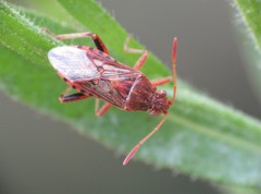 Stictopleurus abutilon
