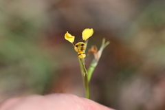Diuris unica