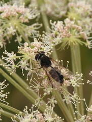 Leucozona laternaria