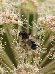 Leucozona laternaria