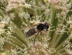 Leucozona laternaria