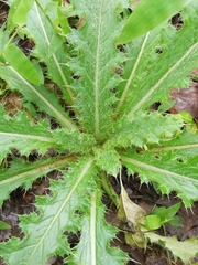 Cirsium japonicum