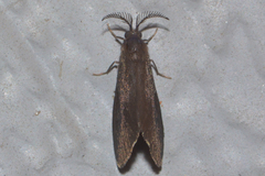 Cryptothelea gloverii