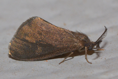 Cryptothelea gloverii