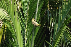 Ploceus xanthops
