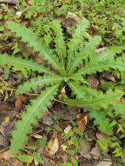 Cirsium japonicum