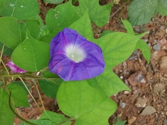 Ipomoea nil