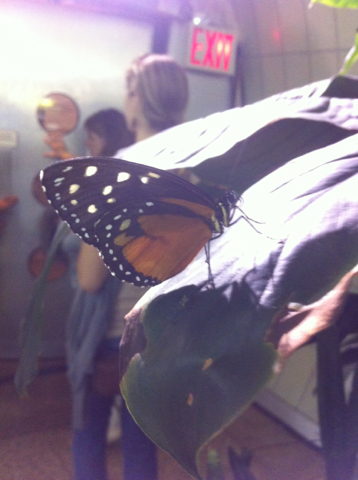 Lepidoptera