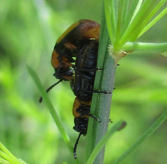 Sigrisma cylindrica