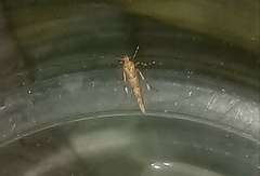 Pyroderces argyrogrammos