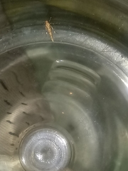 Pyroderces argyrogrammos