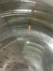 Pyroderces argyrogrammos