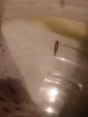 Pyroderces argyrogrammos