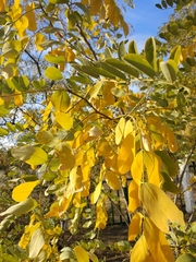 Robinia pseudoacacia