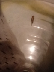 Pyroderces argyrogrammos