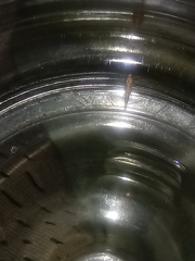 Pyroderces argyrogrammos