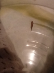 Pyroderces argyrogrammos