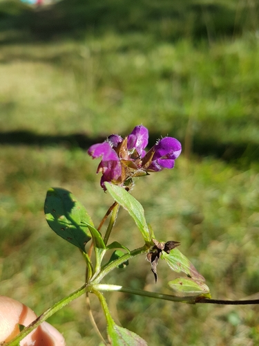 Prunella grandiflora iNat (2)