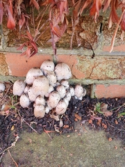 Coprinopsis atramentaria