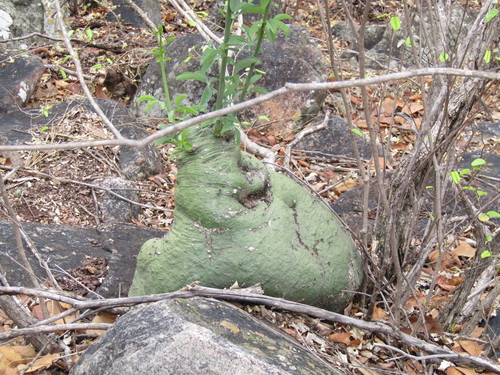Adenia glauca