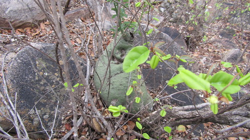 Adenia glauca