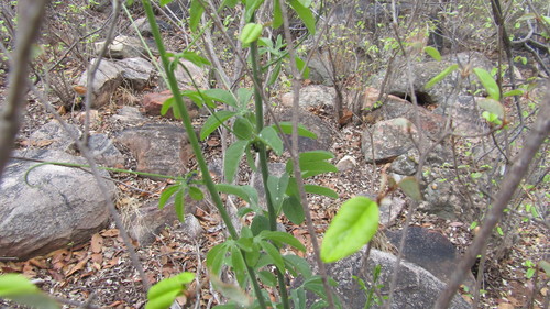 Adenia glauca