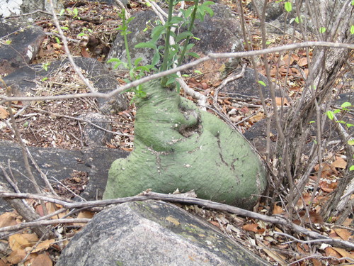 Adenia glauca