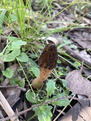 Morchella australiana