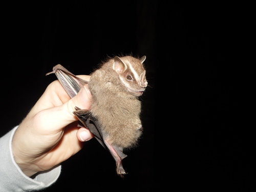 Brazilian Big-eyed Bat