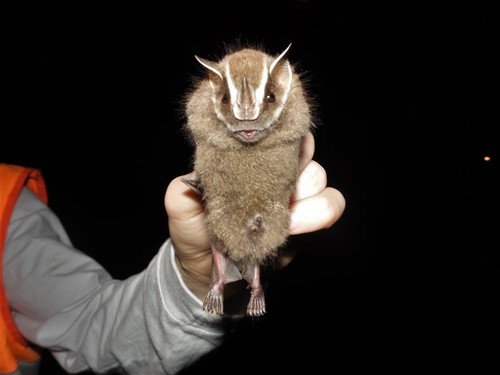 Brazilian Big-eyed Bat
