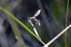 Daptolestes limbipennis