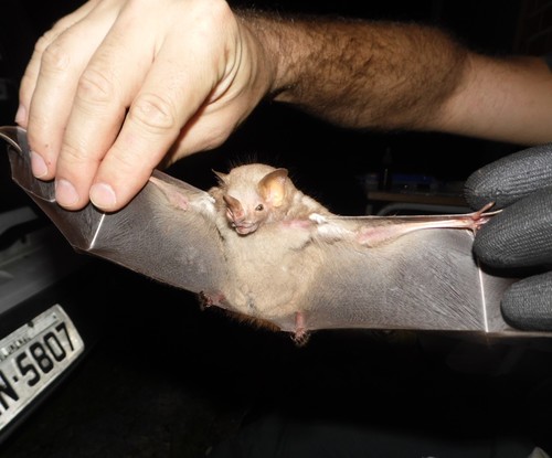 Ipanema Bat