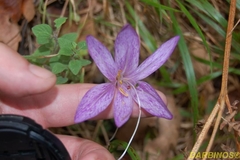 Colchicum bivonae