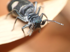 Mexcala quadrimaculata