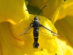 Carmenta phoradendri