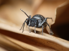 Mexcala quadrimaculata